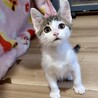 とても人懐こくて甘えん坊美少年ジン君 サムネイル5
