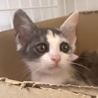パステル三毛とても懐こくて賢い甘え子パリ姫