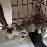 パステル三毛とても懐こくて賢い甘え子パリ姫 サムネイル7