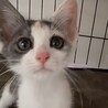 パステル三毛とても懐こくて賢い甘え子パリ姫 サムネイル2
