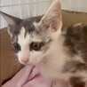 パステル三毛とても懐こくて賢い甘え子パリ姫 サムネイル6
