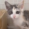 パステル三毛とても懐こくて賢い甘え子パリ姫 サムネイル3