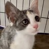 パステル三毛とても懐こくて賢い甘え子パリ姫 サムネイル4