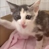 パステル三毛とても懐こくて賢い甘え子パリ姫 サムネイル5