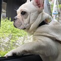 とても優しいフレンチブルドッグ