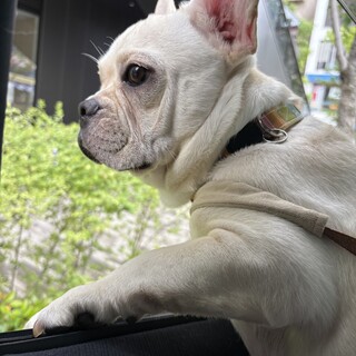 とても優しいフレンチブルドッグ