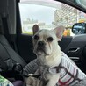 とても優しいフレンチブルドッグ サムネイル2