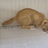 人懐こくて超甘えん坊の茶トラのニース君 サムネイル7