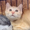 人懐こくて超甘えん坊の茶トラのニース君 サムネイル5
