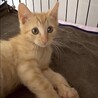 人懐こくて超甘えん坊の茶トラのニース君 サムネイル6