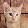人懐こくて超甘えん坊の茶トラのニース君 サムネイル2