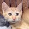 人懐こくて超甘えん坊の茶トラのニース君 サムネイル4