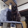 黒もふ
