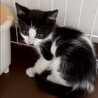懐こくて人が大好き超甘えん坊アロ君 サムネイル7