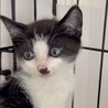 懐こくて人が大好き超甘えん坊アロ君 サムネイル2