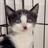 懐こくて人が大好き超甘えん坊アロ君 サムネイル3