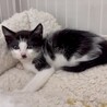 懐こくて人が大好き超甘えん坊アロ君 サムネイル4