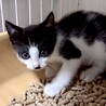 懐こくて人が大好き超甘えん坊アロ君 サムネイル5