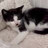 懐こくて人が大好き超甘えん坊アロ君 サムネイル6