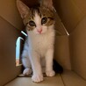 8/16ドン・キホーテ譲渡会参加きじしろ子猫♀ サムネイル2