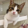 8/16ドン・キホーテ譲渡会参加きじしろ子猫♀ サムネイル3
