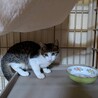 キレイ系キジ白女子【シロちゃん】4月頭生 サムネイル5
