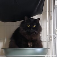 びびりで控えめな猫が大好き黒猫