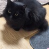黒もふ