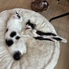 8/16ドン・キホーテ譲渡会参加慣れ慣れこねこ♀ サムネイル2