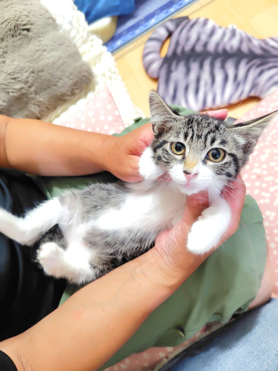 美人なキジ白ちゃん サムネイル6