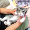 美人なキジ白ちゃん サムネイル6