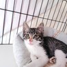 美人なキジ白ちゃん サムネイル7