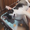 ちょび髭がキュート♡オレオ君♡ サムネイル2