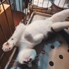 ちょび髭がキュート♡オレオ君♡ サムネイル3