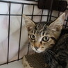 オメメぱっちりなキジちゃん サムネイル3