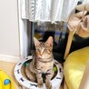 オメメぱっちりなキジちゃん サムネイル5
