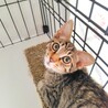 オメメぱっちりなキジちゃん サムネイル6