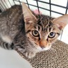 オメメぱっちりなキジちゃん サムネイル7