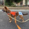 大きなお目々が魅力的♪胴長短足！もな子ちゃん♪ サムネイル4