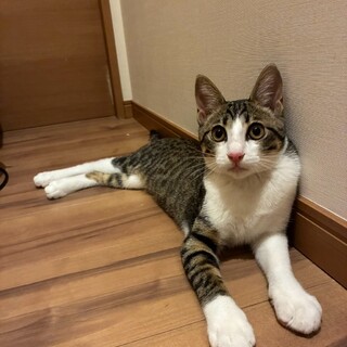 8/16ドン・キホーテ譲渡会参加きじ白♀子猫