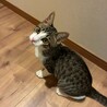 8/16ドン・キホーテ譲渡会参加きじ白♀子猫 サムネイル3