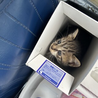 かわいい子猫です！