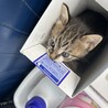 かわいい子猫です！ サムネイル2