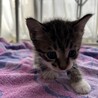 かわいい子猫です！ サムネイル3