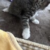 かわいい子猫です！ サムネイル5