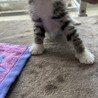 かわいい子猫です！ サムネイル6