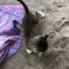 かわいい子猫です！ サムネイル7