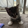かわいい子猫です！ サムネイル4