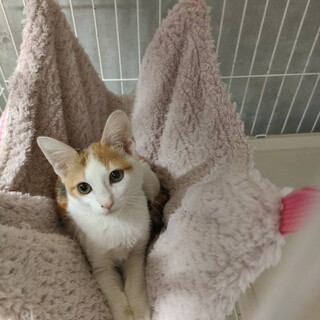 8/16ドン・キホーテ譲渡会参加三毛子猫♀
