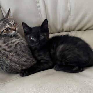 キジトラと黒猫の生後3ヶ月程の猫兄妹